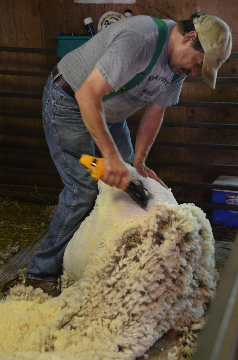 Alpacatrax Cormo Sheep Shearing